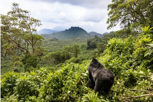 4x4-Kenya Rwanda Landcruiser safari adventure from Nairobi to Rwanda